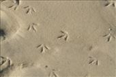 Bird prints on the sandbar, Bunche Reserve Beach: by vagabonds3, Views[127]