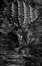 Big gator, CREW: by vagabonds3, Views[340]