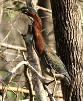 Green Heron, Six Mile Cypress Slough: by vagabonds3, Views[140]