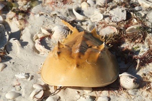 Horseshoe crab shell, Fort Myers Beach