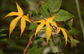 Virginia creeper: by vagabonds3, Views[347]