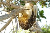Honeycomb, Tigertail Beach, Marco Island: by vagabonds3, Views[362]