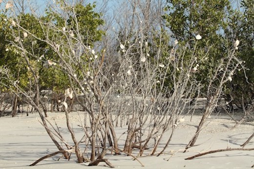 Marco Island Christmas tree