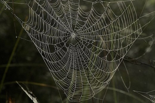 Misted web, JW Corbett NWR