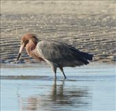 Reddish Egret, Bunche Preserve, San Carlos Beach: by vagabonds3, Views[362]