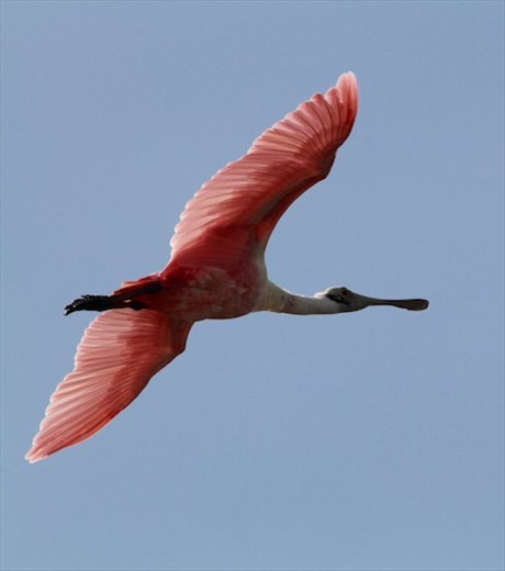 Roseate Spoonbill, Ding Darling NWS
