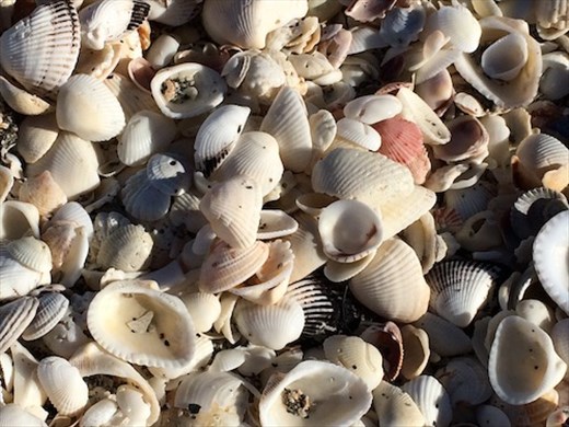 Sanibel Island shells