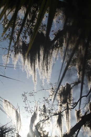 Spanish moss, JW Corbett NWR