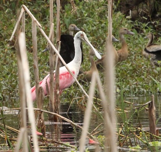 Roseate Spoonbill on the Christmas Count