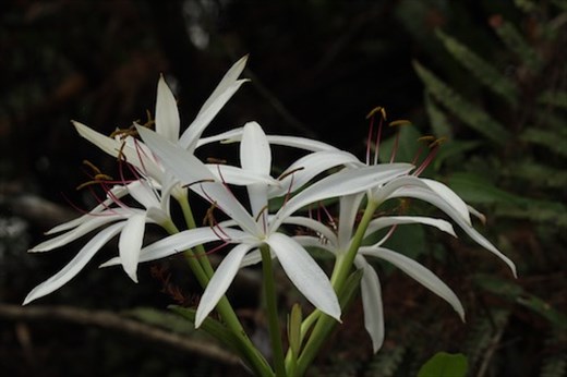 Swamp lily, Corkscrew NWS