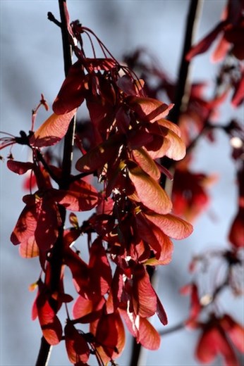 Red maple keys, Six Mile Cypress Slough