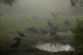 Black vultures, JW Corbett NWR: by vagabonds3, Views[406]