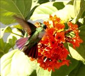 Antillean Mango Hummingbird, Puerto Rico: by vagabonds3, Views[380]