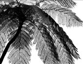 Cycad, Carite Forest, Puerto Rico: by vagabonds3, Views[713]