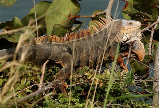 Green Iguana, Puerto Rico
