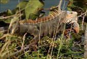 Green Iguana, Puerto Rico: by vagabonds3, Views[237]