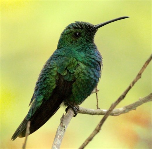 Green Mango, Puerto Rico