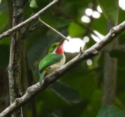 Puerto Rican Tody