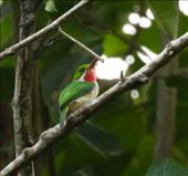 Puerto Rican Tody: by vagabonds3, Views[493]