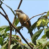 Mangrove Cuckoo: by vagabonds3, Views[334]