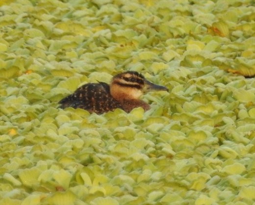 Finally, a masked duck, Puerto Rico