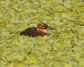 Finally, a masked duck, Puerto Rico: by vagabonds3, Views[340]