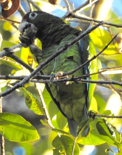Puerto Rican Amazon 