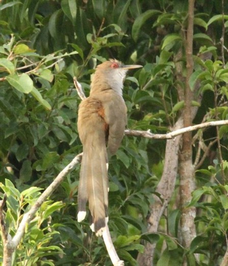 Puerto Rican Lizard Cuckoo