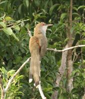 Puerto Rican Lizard Cuckoo: by vagabonds3, Views[368]