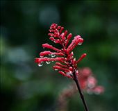 Raindrops: by vagabonds3, Views[320]