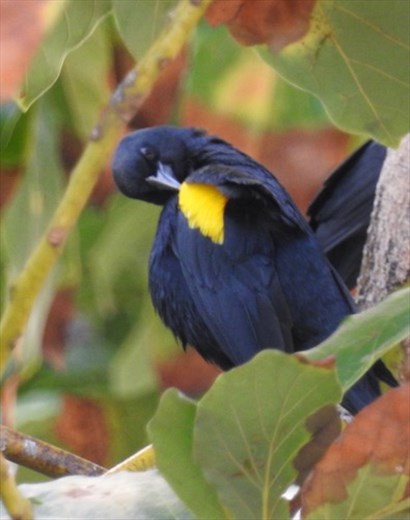 Yellow-shouldered Blackbird
