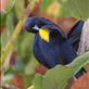 Yellow-shouldered Blackbird Views[313]