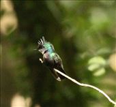 Antillean Crested Hummingbird, Grenada: by vagabonds3, Views[378]