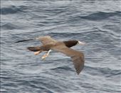 Brown Boobie: by vagabonds3, Views[371]