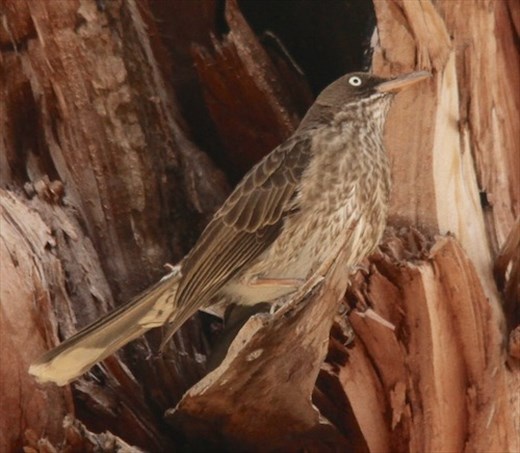 Pearly-eyed Thrasher, St.Croix