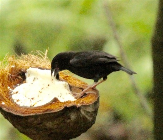 St. Lucia Black Finch, Millet Nature Reserve, St. Lucia