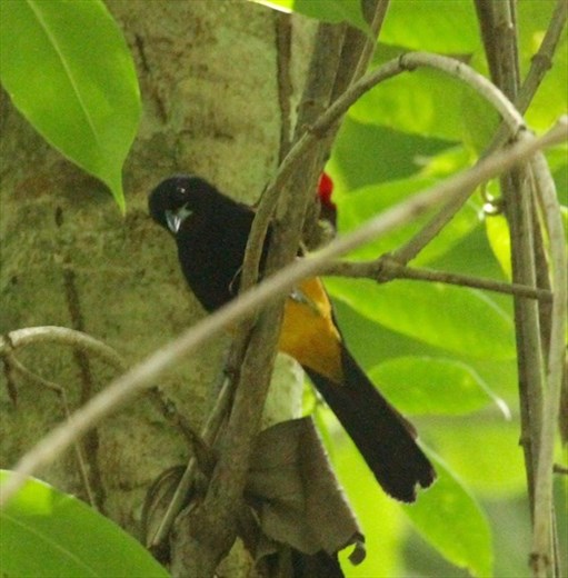 St. Lucia Oriole, Millet Nature Reserve, St. Lucia