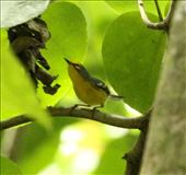 St. Lucia Warbler, Millet Nature Reserve, St. Lucia: by vagabonds3, Views[340]
