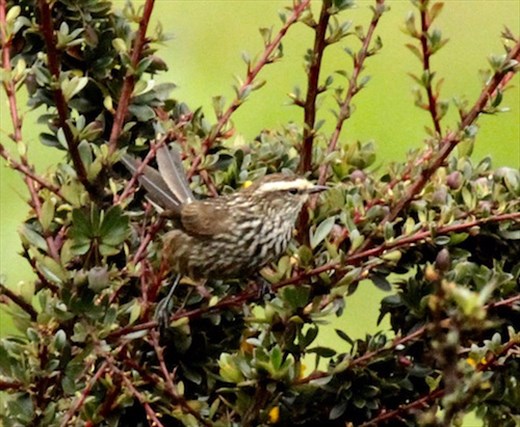 Andean Tit-Spinetail
