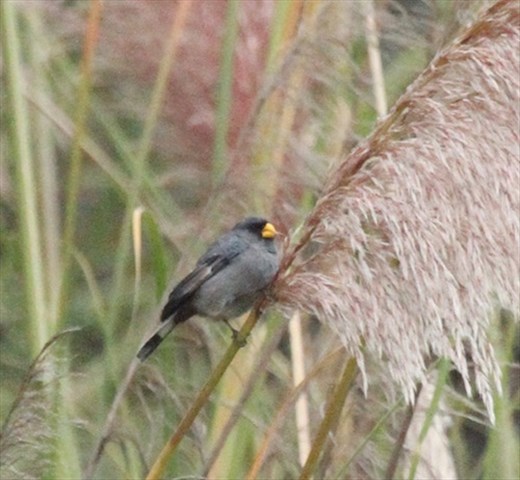 Band-tailed seedeater