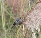 Band-tailed seedeater: by vagabonds3, Views[323]