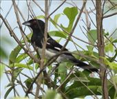 Black and white Tanager: by vagabonds3, Views[323]