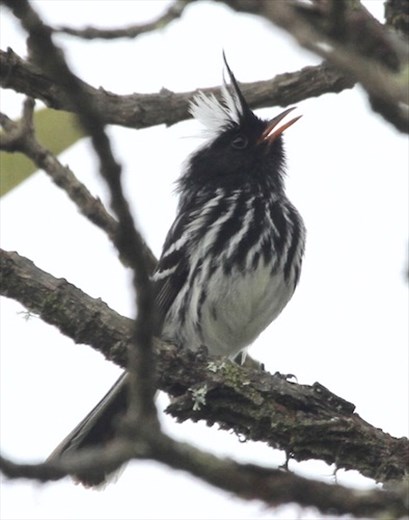 Black-crested Tit tyrant