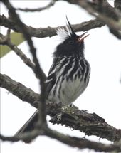 Black-Crested Tit-tyrant: by vagabonds3, Views[160]