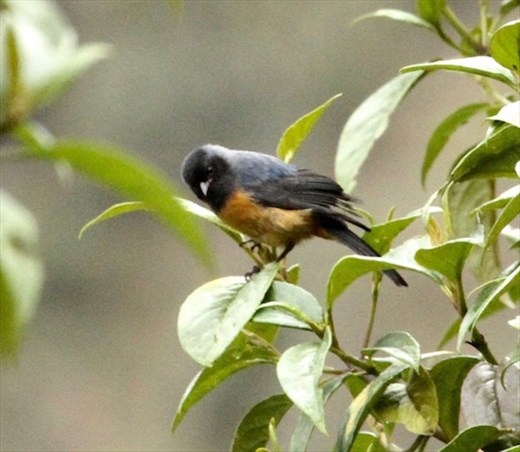 Blue-backed Conebill