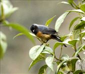 Blue-backed Conebill: by vagabonds3, Views[386]