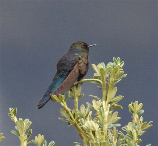 Blue-Mantled Thornebill