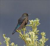 Blue-Mantled Thornebill: by vagabonds3, Views[351]