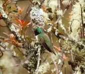 Blue-Throated Hillstar, Cerro Arcos: by vagabonds3, Views[991]