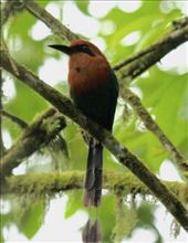 Broad-billed Motmot: by vagabonds3, Views[145]
